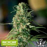 RooR Seeds s1 RooR Nev OS